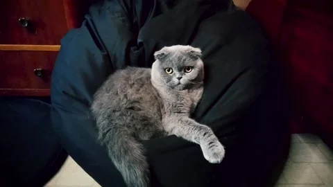 Serious cat laying on black bean bag. Stabilized shot Stock Footage 138985285