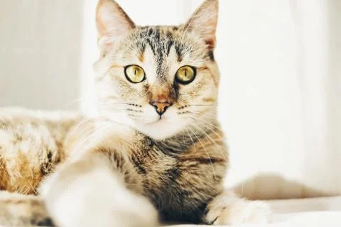 Serious cat lying on sofa and staring at camera. Stock Photos