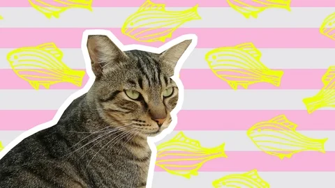 Serious cat on a modern striped background with fish Stock Footage 117731723