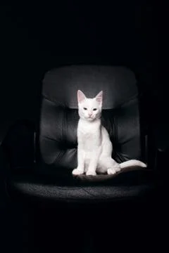 Serious cat Stock Photos