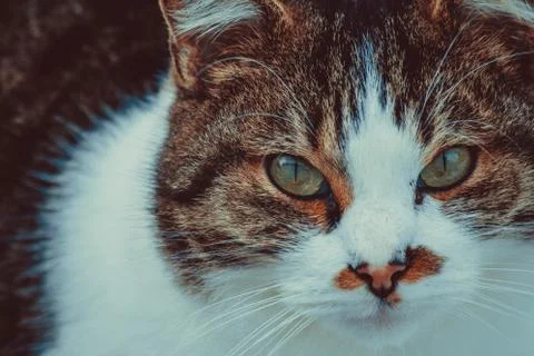 Serious cat 스톡 사진