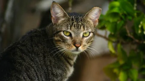 Serious Cat Stock Photos