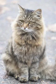 Serious cat Foto stock