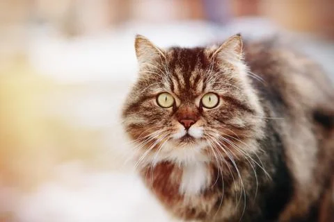 Serious cat watching at the camera Stock Photos