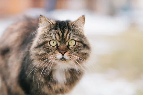 Serious cat watching at the camera Stock Photos