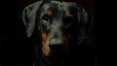 Serious Dobermann Looking at Camera Stock Footage 144834010
