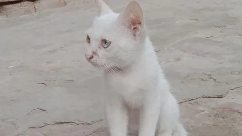 Serious Expression on a Young Kitten Stock Footage 346737792