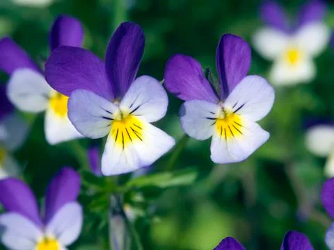 Serious Faces 스톡 사진