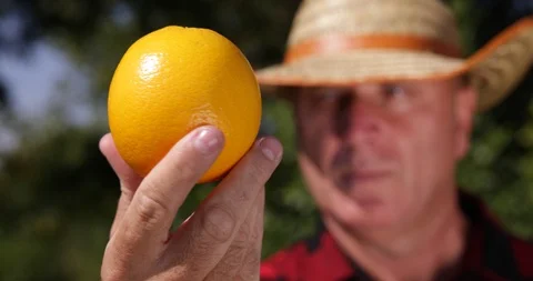 Serious Farmer Image Keeping in Hand and Looking Carefully to a Orange Fruit Stock Footage 102258448