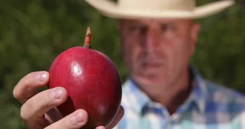 Serious Farmer Image Keeping in Hand and Looking Carefully to a Mango Fruit Stock-Footage 102258539