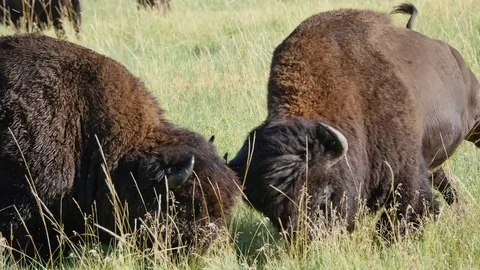 Serious fight between 2 dominant buffalo bulls. Stock Footage 73735812