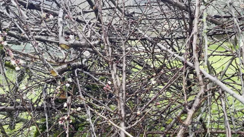 Serious fruit tree disease leading to branches pruning, infected tree branches Stock Footage 344648416