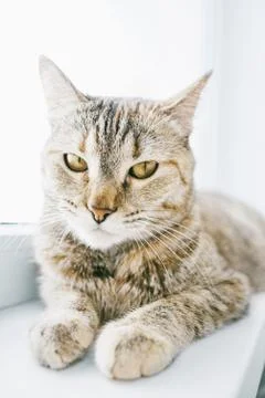 Serious ginger cat lying on windowsill. Stock Photos