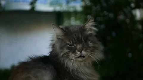 Serious grumpy old cat with one eye and long whiskers calmly watching passers-by Vidéo 197335137