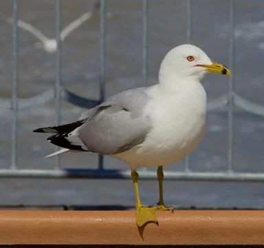 Serious gull Stock Photos