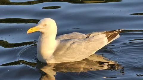 Serious looking seagull Stock Photos