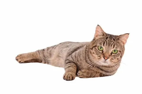 Serious looking tabby cat on a white background Stock Photos
