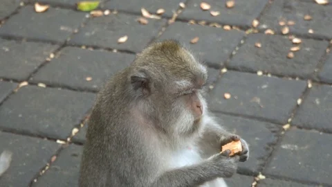 Serious monkey eats batata - slow motion. Stock Footage 104348401