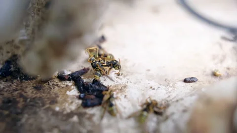 Serious problem of wildlife animals extinction because of destructive human Stock Footage 257884988