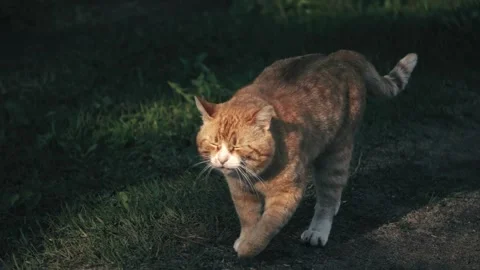 A serious red-haired cat walks down the street meowing and wincing from the sun. Stock Footage 335103614