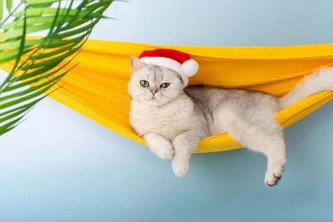A serious white British cat in a red Santa hat, resting in a yellow fabric Stock Photos