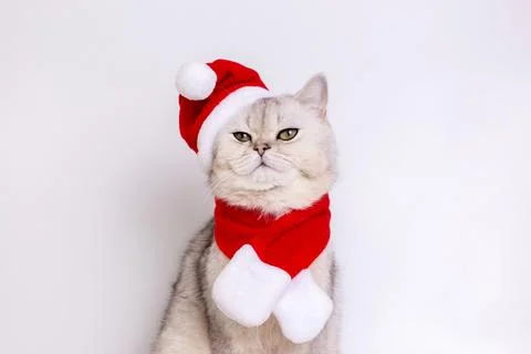 A serious white cat, sitting in a red Santa hat and a red scarf, looks into the Stock Photos