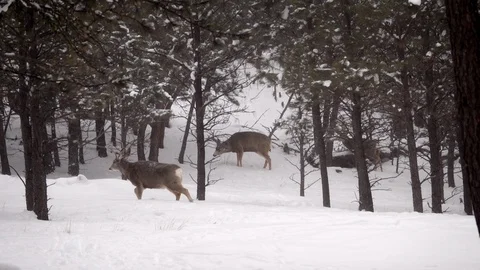 Seriously Ill Buck with CWD Staggering &amp; Loss of Coordination Stock Footage 119081311