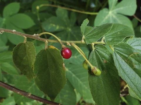 Seris fruit Stock Photos