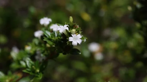 Serissa foetida Stock Footage 67817947
