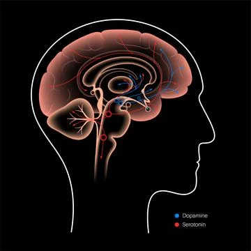 Serotonin and dopamine pathway 스톡 일러스트