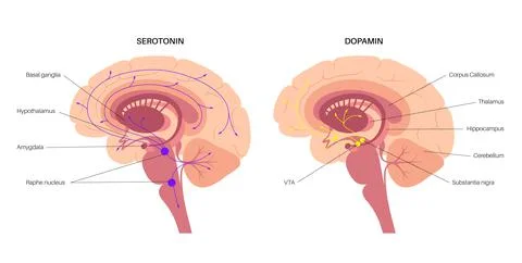 Serotonin and dopamine pathway 스톡 일러스트