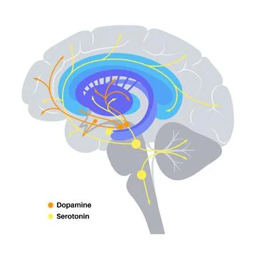 Serotonin and dopamine pathway イラスト素材