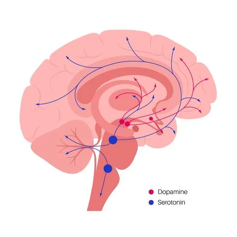 Serotonin and dopamine pathway 스톡 일러스트