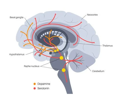 Serotonin and dopamine pathway Stock Illustration