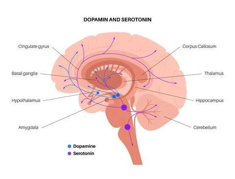 Serotonin and dopamine pathway Stock Illustration