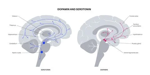 Serotonin and dopamine pathway 스톡 일러스트