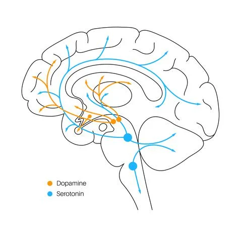Serotonin and dopamine pathway Stock Illustration