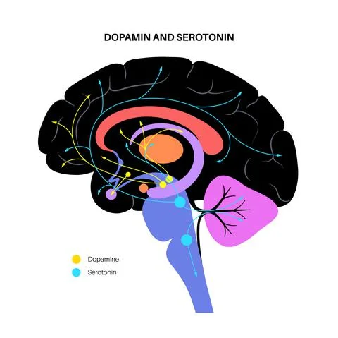 Serotonin and dopamine pathway イラスト素材