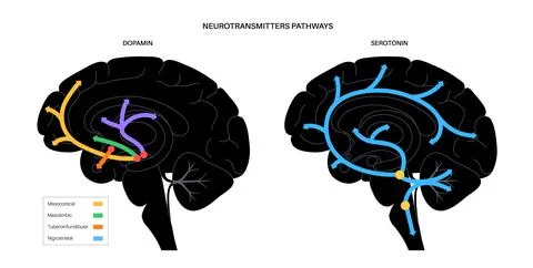 Serotonin and dopamine pathway Stock Illustration
