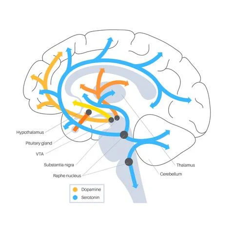 Serotonin and dopamine pathway Stock Illustration