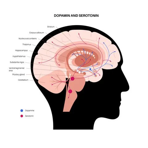 Serotonin and dopamine pathway 스톡 일러스트
