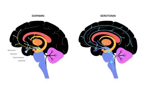 Serotonin and dopamine pathway 스톡 일러스트