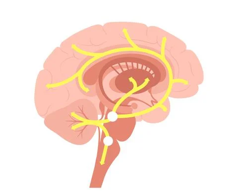 Serotonin pathway in brain Stock Illustration