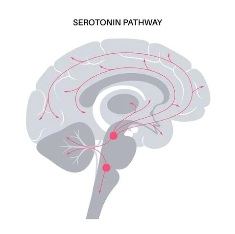 Serotonin pathway in brain Stock Illustration