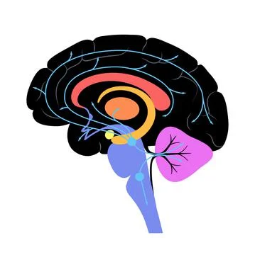 Serotonin pathway in brain Stock Illustration