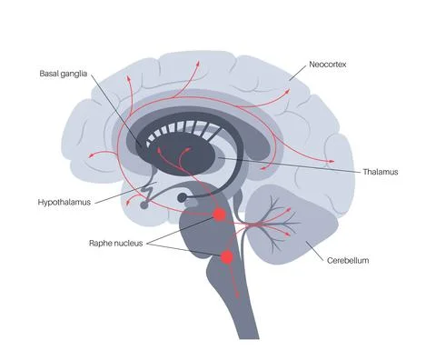 Serotonin pathway in brain Stock Illustration