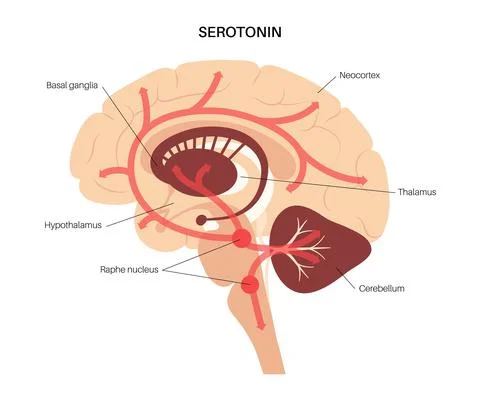 Serotonin pathway in brain Stock Illustration