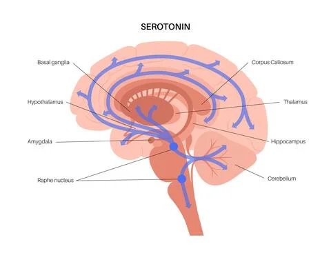 Serotonin pathway in brain Stock Illustration