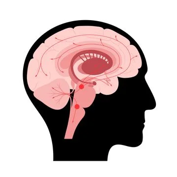 Serotonin pathway in brain 스톡 일러스트