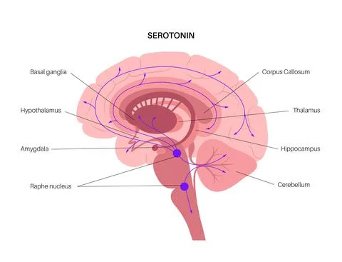 Serotonin pathway in brain Stock Illustration